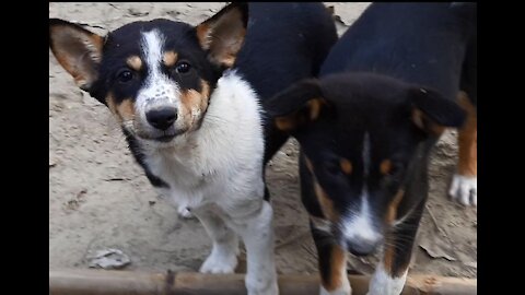 Baby Dogs, Cute and Funny