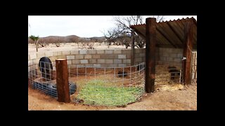 Building a Pig Pen - Organic Shape - Rehoming a Heritage Large Black Hog & Piglets _ Weekly Peek Ep1