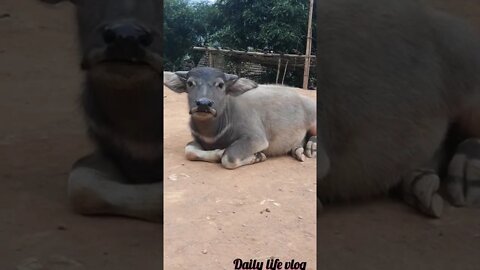 Oh my god the baby buffalo is so cute