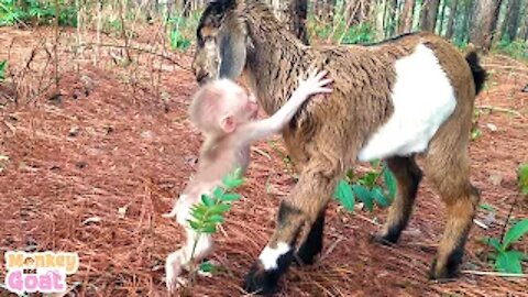 Baby monkey sulked when abandone by goat