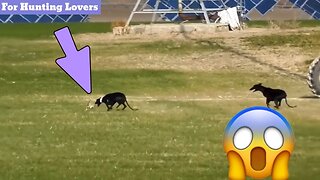 Greyhounds 🐕 Vs Hare 🐇😱 | Galgos y Liebres Грейхаунды и зайцы Anjing Greyhound dan Kelinci