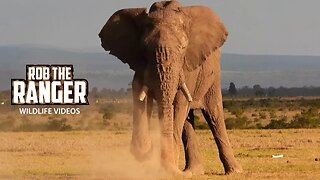 Elephant Bulls Pulling Up Seedlings | Ol Pejeta | Zebra Plains On Tour