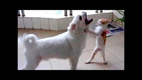 Funny pet videos that will make you laugh and go crazy.