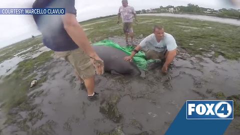 Manatees stranded by Hurricane Irma rescued