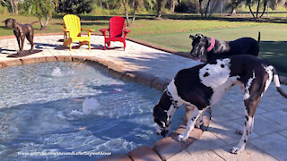 Happy Great Danes Enjoy Their First Drink Out Of Their New Pool