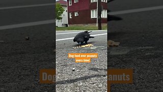 #Crow snacking on dog food