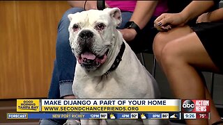 Rescues in Action Sept 21 | Django needs forever home