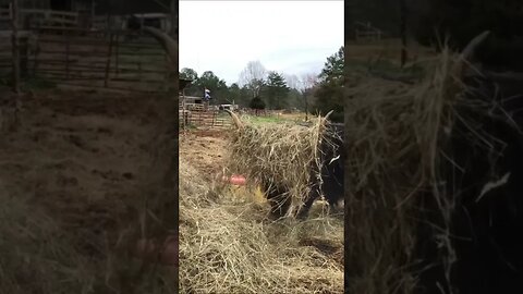 Hiding in the hay