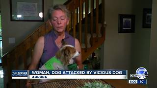Aurora Dog Attack