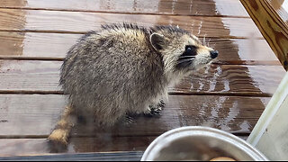 Tiny Raccoon Comes to the Door For Food