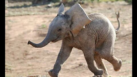 Most Funny and Cute Baby Elephant Videos Compilation