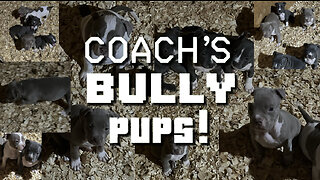 Coach Ace's Puppies!!