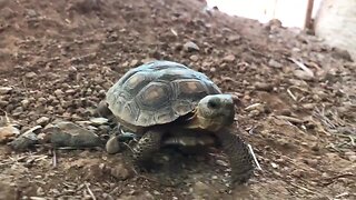Desert tortoises need a home!