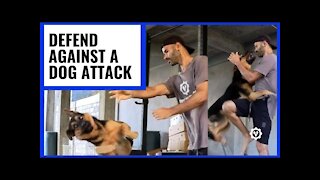 How to Defend Against Dog Attack. Best Ways To Defend Yourself