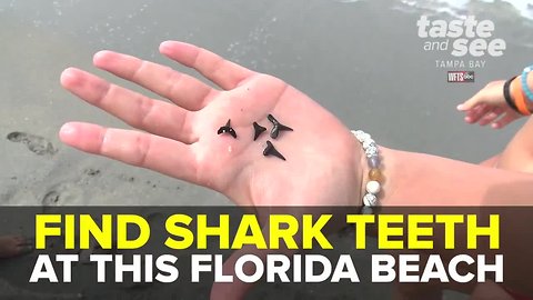 Venice Beach is the shark tooth capital of the world | Taste and See Tampa Bay