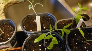 Seedlings, Transplanting, and Separating Update