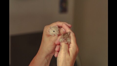 Filhotinha de hamister de 2 meses, já está bem ativa.