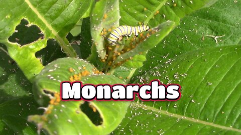 In Search Of Monarch Caterpillars! 🦋