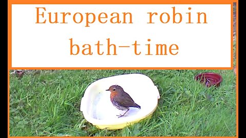 Bathing time for a robin in a British garden