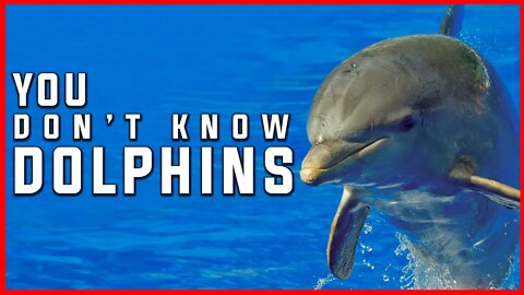DOLPHINS | THE ONLY MAMALIAN ON THE MARINE | MARINE LIFE | UNDER WATER | ANIMALS