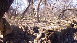 Big Whitetail Bucks