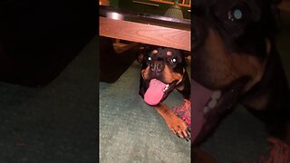 Cute Funny Rottweiler! 🐶 #shorts #short #viral #youtube #like