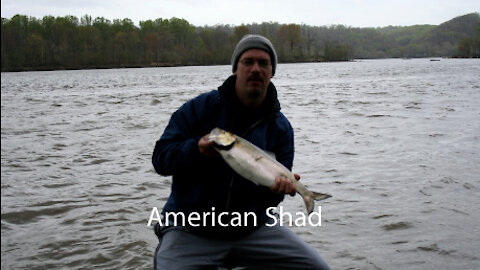 Shad Fishing on the Chesapeake Bay, N.E. Maryland
