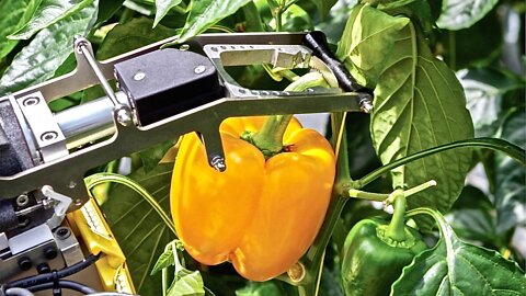 Farm Robot With Scanner Picks Vegetables Off The Vine
