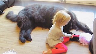 Toddler tries to teach her huge puppy how to be a cheerleader
