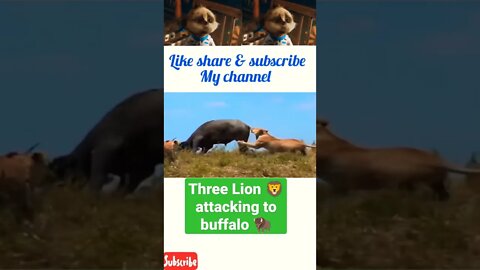 Three Lion 🦁 continuously attacking buffalo 🦬#shorts #youtubeshorts