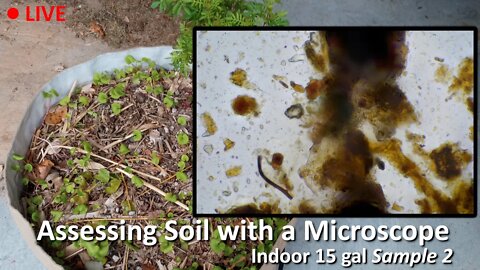 Live Soil Microscopy! Assessing indoor soil with a Microscope SAMPLE 2!