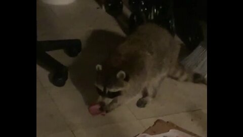 Raccoon rolls slice of ham like a tortilla and enjoys