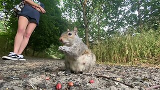 Squirrel Eating Red Nuts