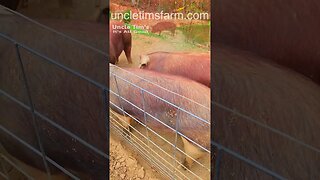 These Pigs Are Fat @UncleTimsFarm #kärnəvór #carnivore #shorts #hereford #freerangepigs