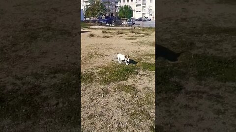 Jack Russel em ação. #cães #dog #dogtrainer #caninetraining