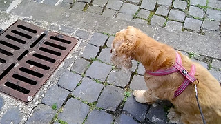 Dog regrets watching "It"