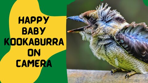 Happy baby kookaburra on camera