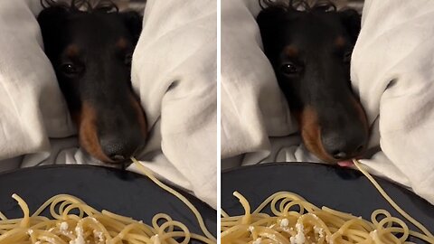 Sneaky Pup Is The Cutest Spaghetti Thief