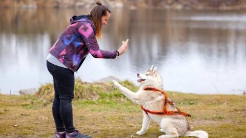 Basic Dog Training – TOP 10 Essential Commands Every Dog Should Know!