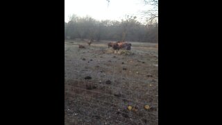 Hike with Captain - hidden pond for the bison / buffalo at CNRA