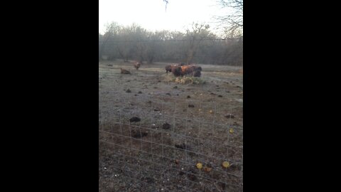 Hike with Captain - hidden pond for the bison / buffalo at CNRA