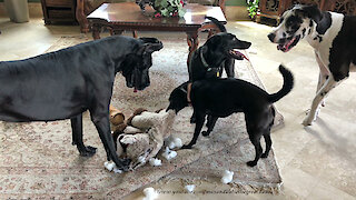 Great Dane Shows Dog Friends How To Destuff A Stuffed Toy