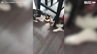 Gato e cão brigam por tigela de comida!