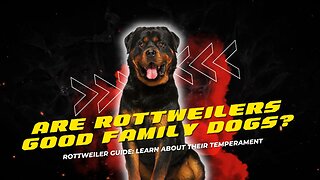 Are Rottweilers Good Family Dog? | Need to Know