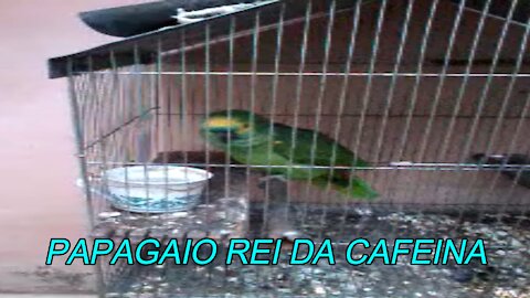 PAPAGAIO REI DA CAFEINA