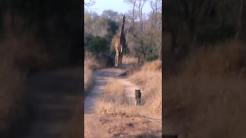 Leopard Cub Stalks Giraffe | #shorts #shortsafrica #septdailyshorts