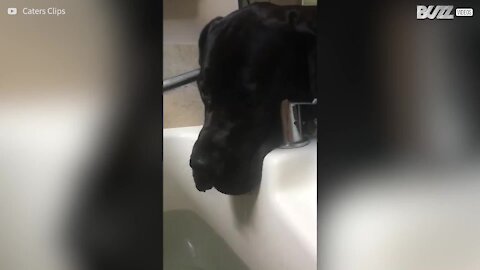 Ce chien têtu empêche sa propriétaire de prendre son bain tranquillement