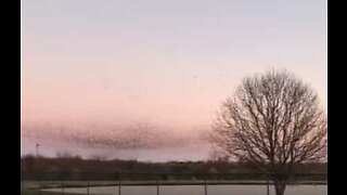 Hundreds of birds dance over American park