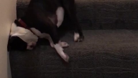 Lazy Dog Rolls Down Stairs