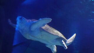 Giant Sea Turtle 2 - Newport Aquarium - Jan '23
